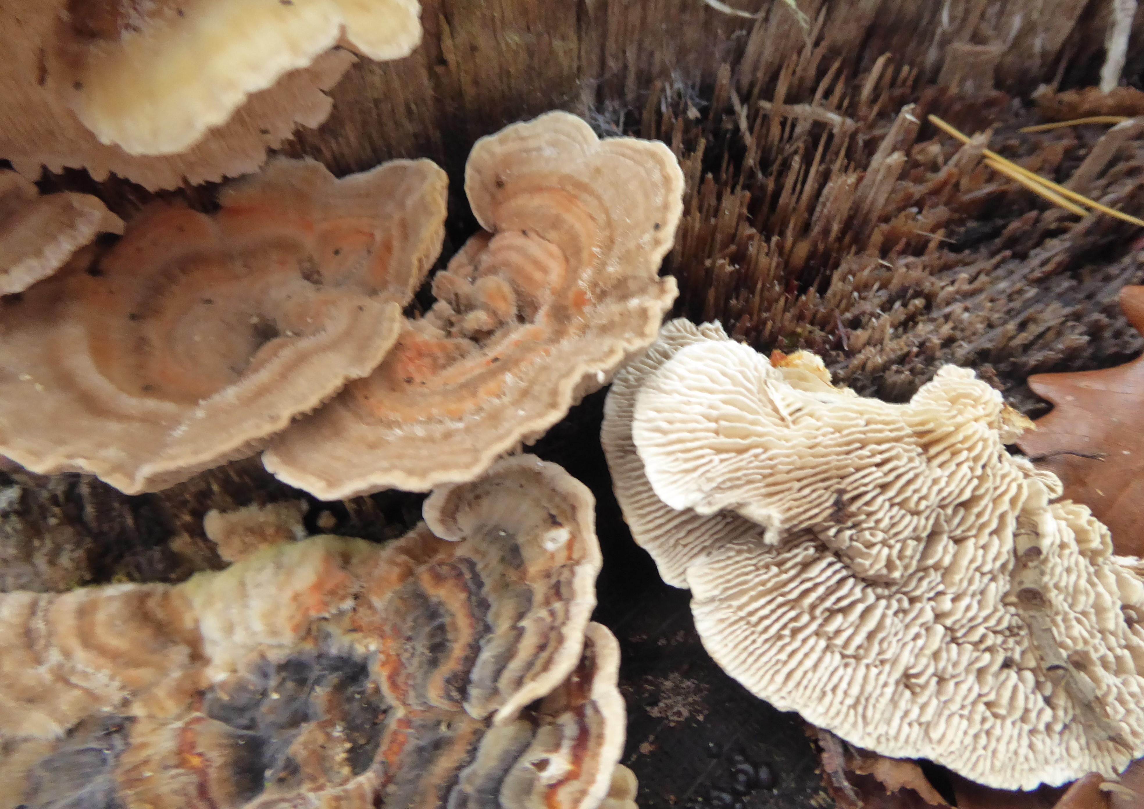 Pilz Finder Pilz Finder