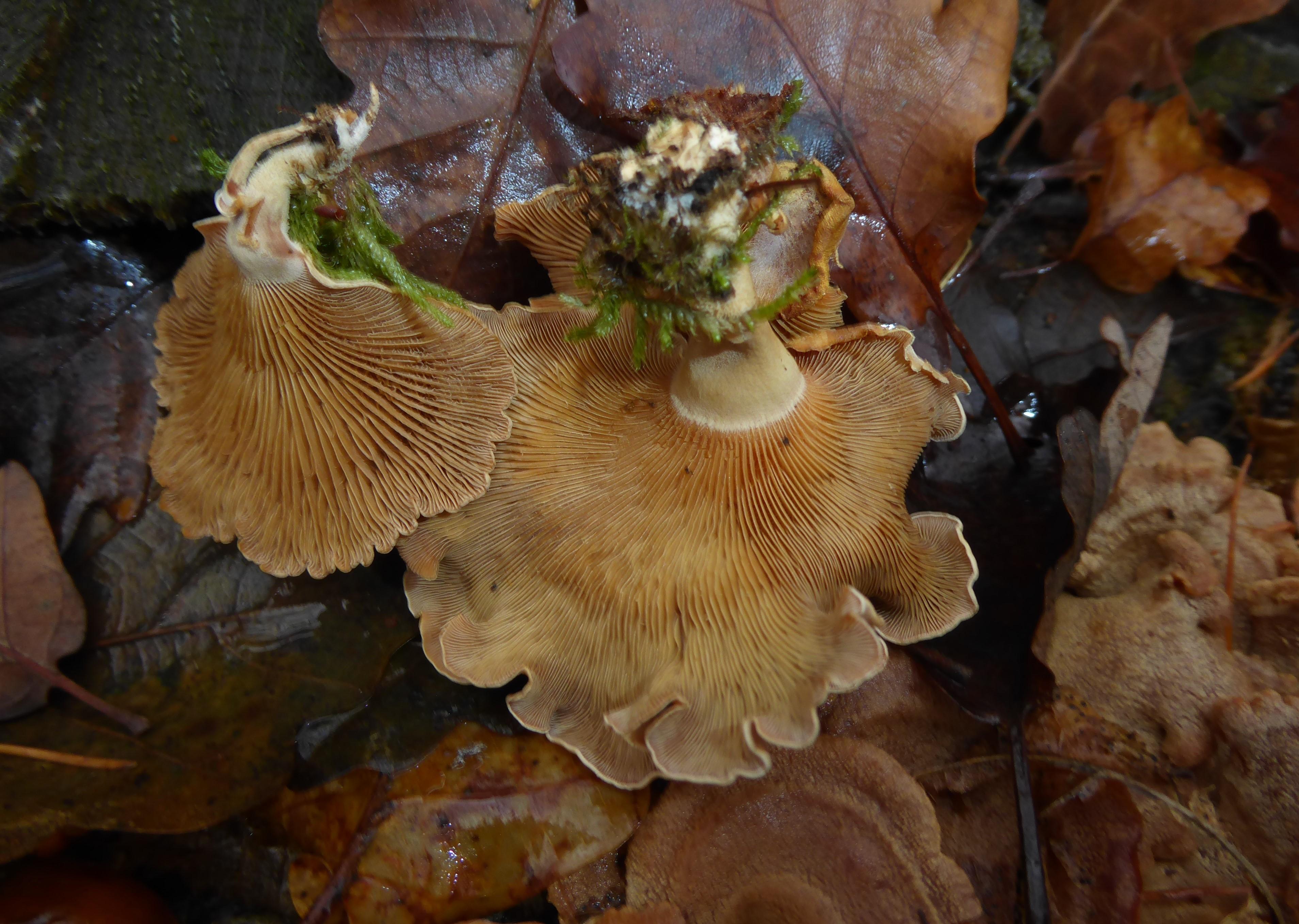 Pilz Finder Pilz Finder