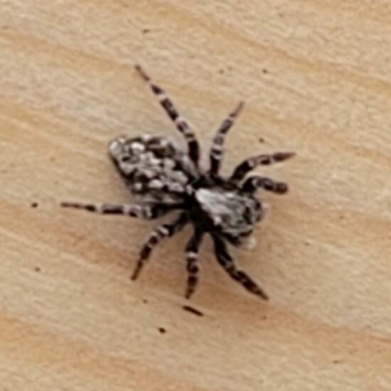 Fleecy jumping spider - SpiderSpotter