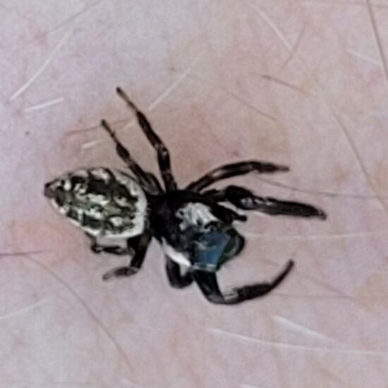 Fleecy jumping spider - SpiderSpotter