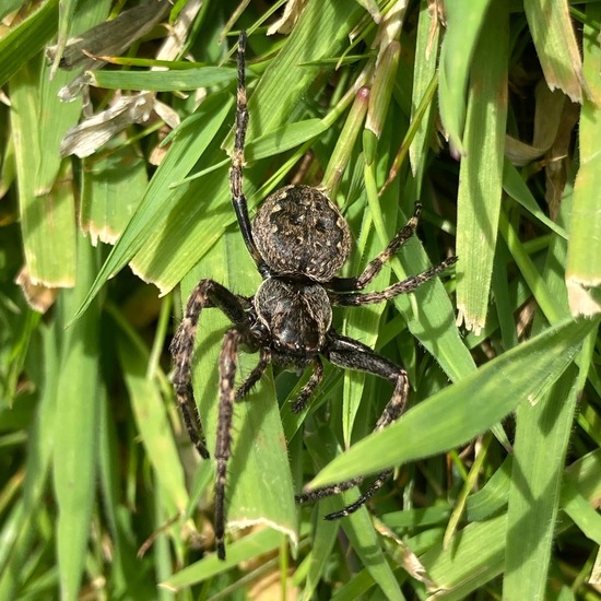 Fleecy jumping spider - SpiderSpotter