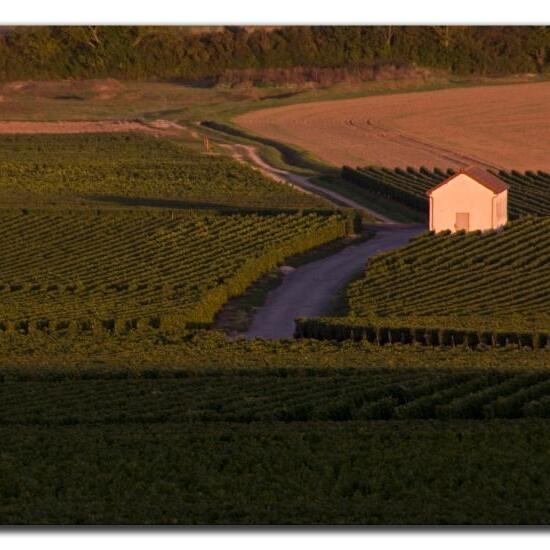 Landschaft: Landwirtschaft im Habitat Weingut in der NatureSpots App