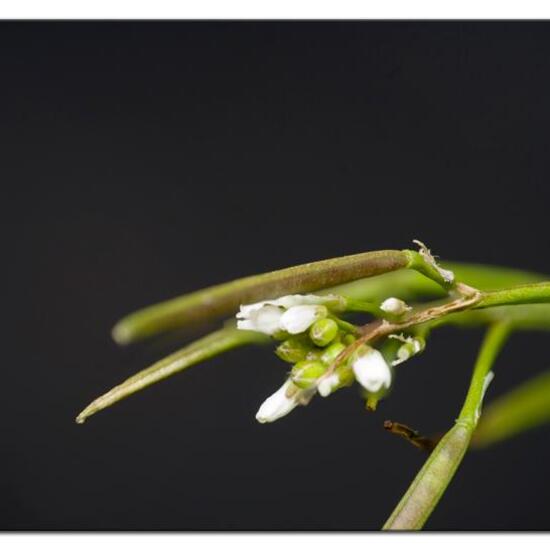Cardamine hirsuta: Plant in nature in the NatureSpots App