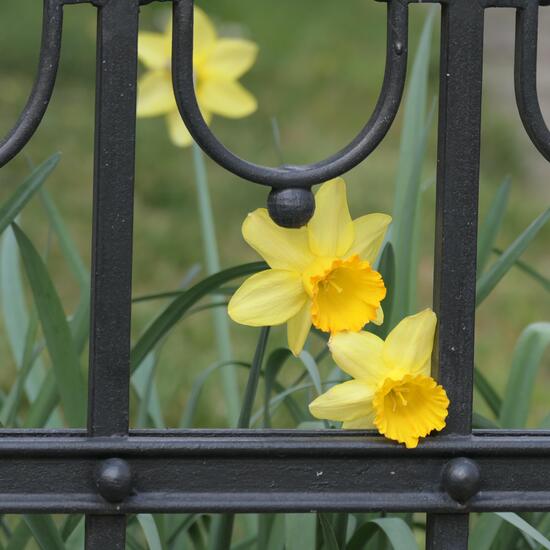 Narcissus: Plant in habitat Backyard in the NatureSpots App