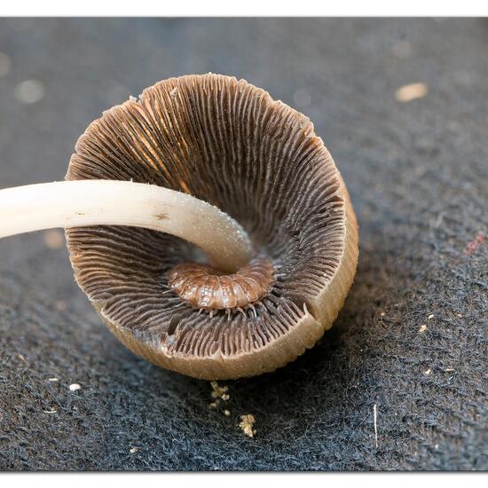 Mushroom in the Nature Spots App
