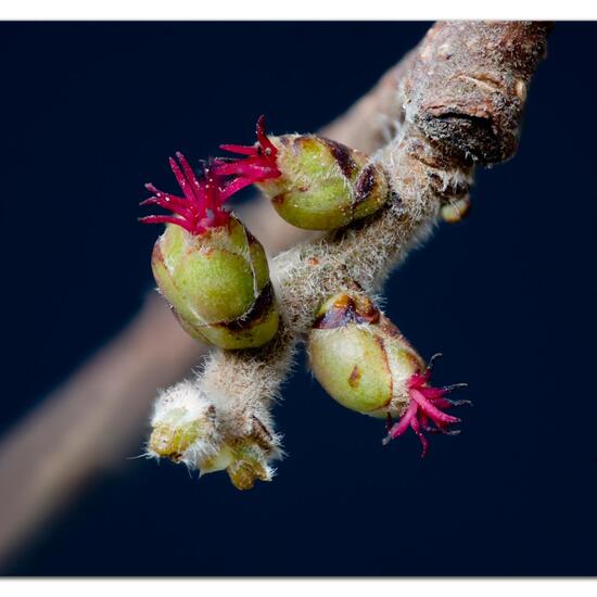 Corylus avellana: Plant in habitat Backyard in the NatureSpots App