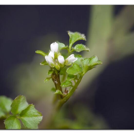 Behaartes Schaumkraut: Pflanze in der Natur in der NatureSpots App