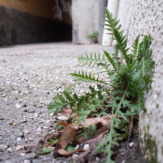 Plant in a Road or Transportation habitat in the Nature Spots App