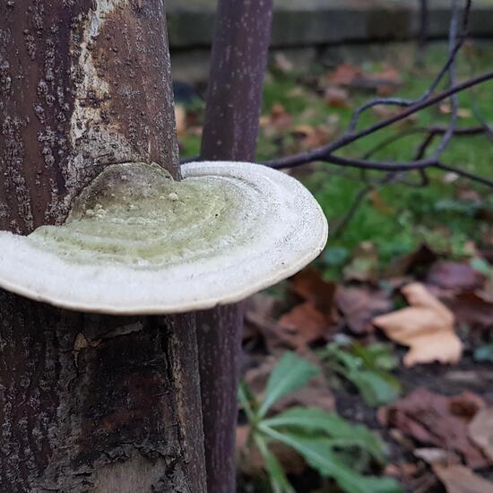 Mushroom in a Park habitat in the Nature Spots App