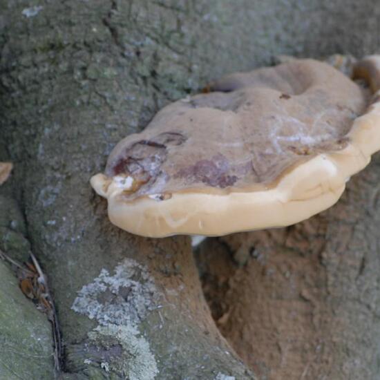 Mushroom in a Park habitat in the Nature Spots App