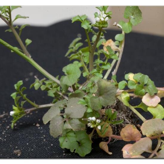 Behaartes Schaumkraut: Pflanze im Habitat Hinterhof in der NatureSpots App