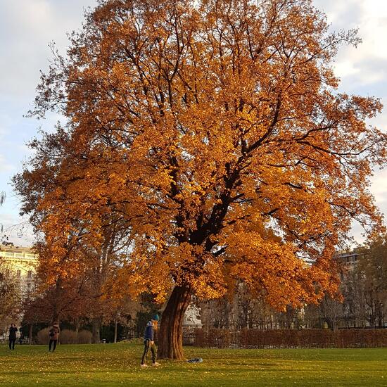 Plant in a Park habitat in the Nature Spots App