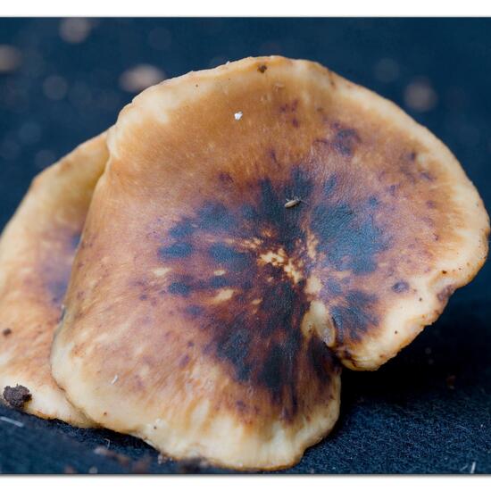 andere Art: Pilz im Habitat Wald in der NatureSpots App