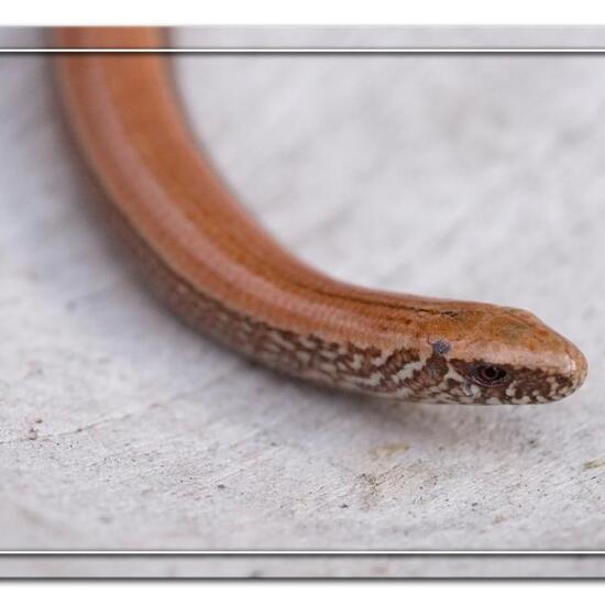 Anguis fragilis: Animal in nature in the NatureSpots App