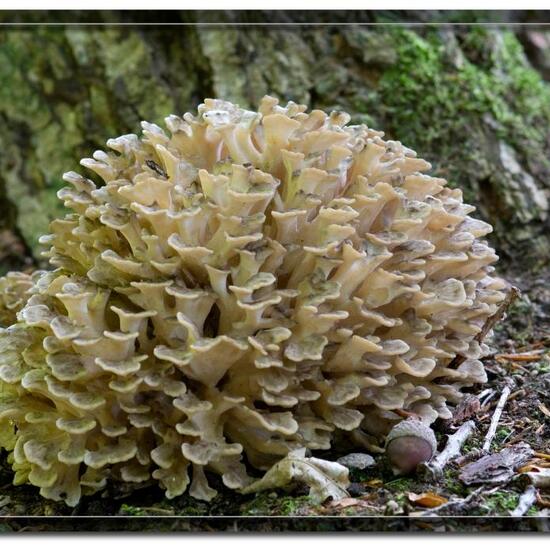 Mushroom in a Forest habitat in the Nature Spots App