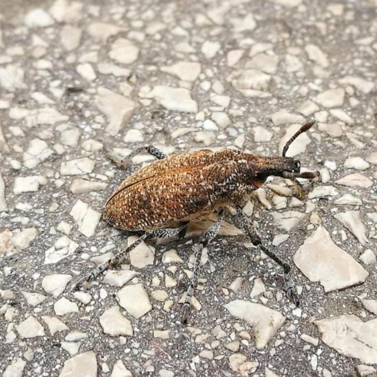 Larinus planus: Tier in der Natur in der NatureSpots App