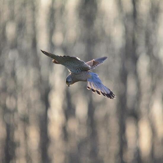 Common Kestrel: Animal in habitat Agricultural meadow in the NatureSpots App