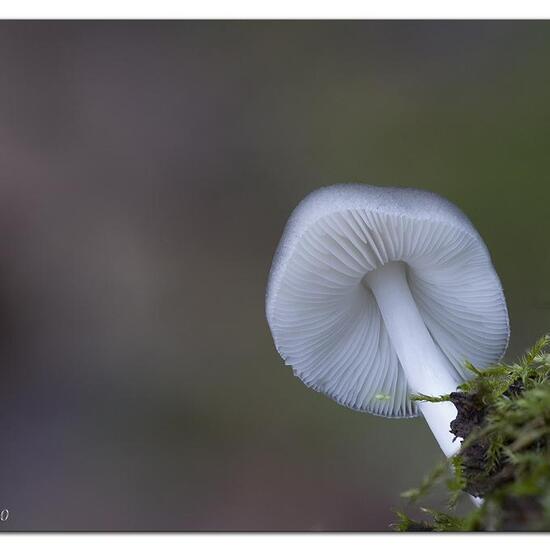 Pluteus salicinus: Mushroom in habitat Forest in the NatureSpots App