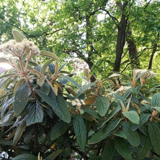 Viburnum lantana: Plant in nature in the NatureSpots App