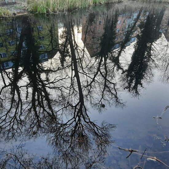 Landschaft: Süßwasser im Habitat Teich in der NatureSpots App