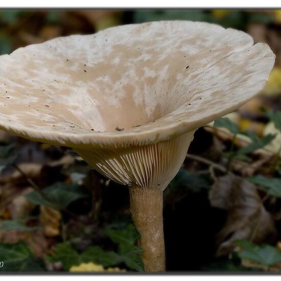 Clitocybe geotropa: Mushroom in habitat Park in the NatureSpots App