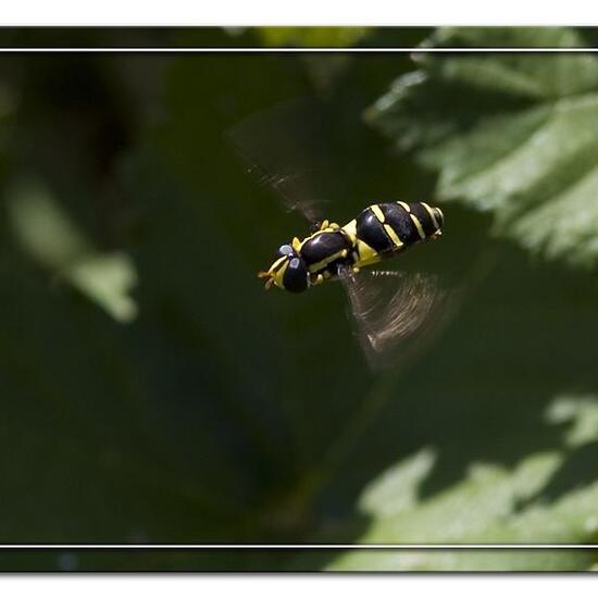 Xanthogramma pedissequum: Tier im Habitat Grasland und Büsche in der NatureSpots App