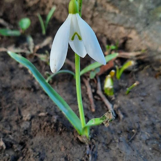 Schneeglöckchen: Pflanze im Habitat Park in der NatureSpots App