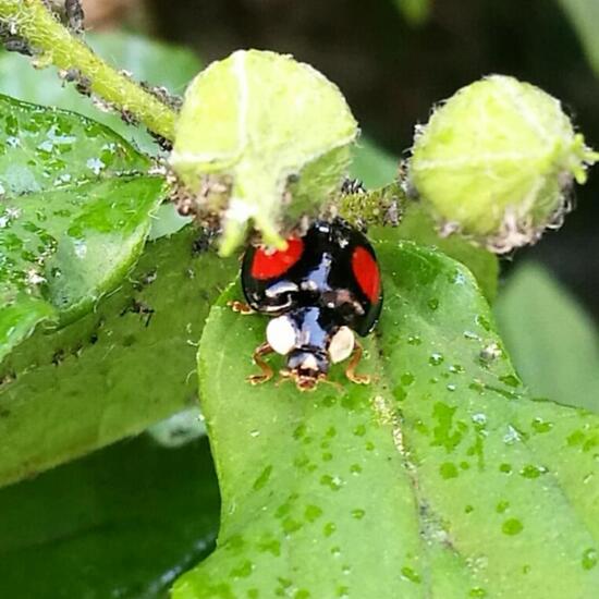 Asiatischer Marienkäfer: Tier in der Natur in der NatureSpots App