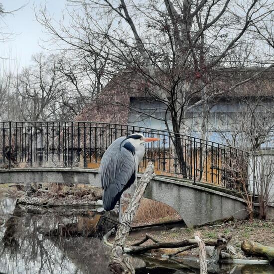 Grey Heron: Animal in habitat Zoo in the NatureSpots App