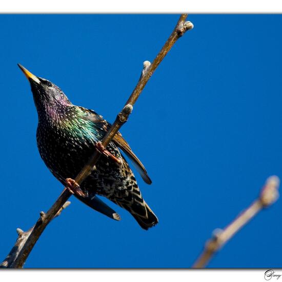 Common starling: Animal in habitat Garden in the NatureSpots App