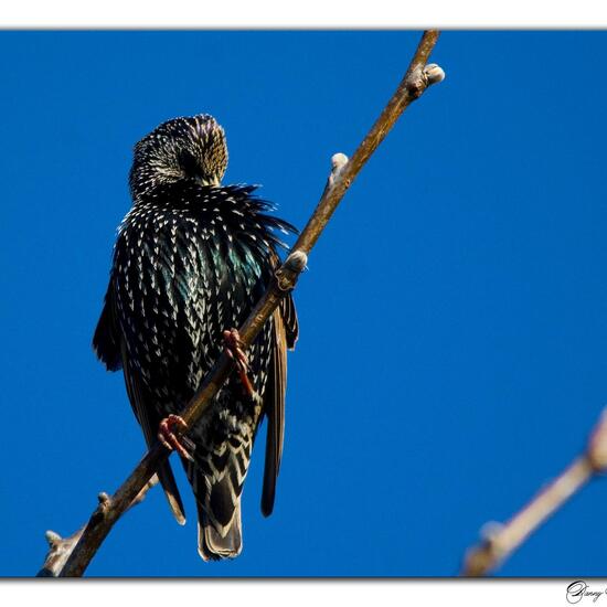 Common starling: Animal in habitat Garden in the NatureSpots App