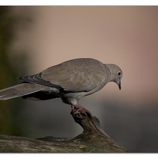 Eurasian Collared Dove: Animal in habitat Garden in the NatureSpots App