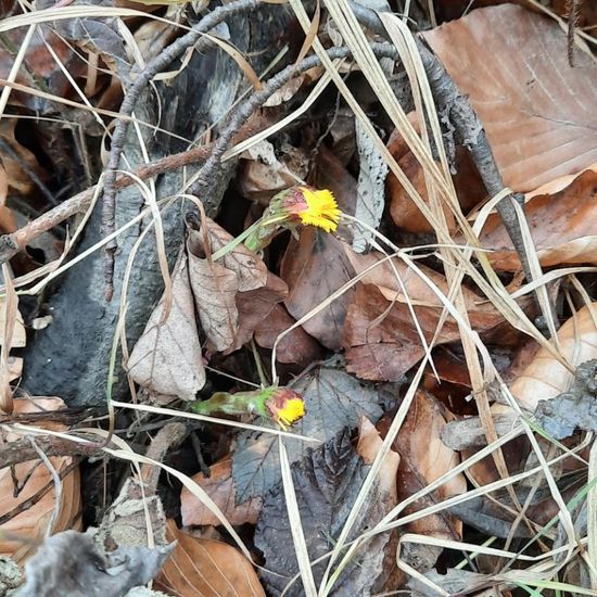 Tussilago farfara: Pflanze in der Natur in der NatureSpots App