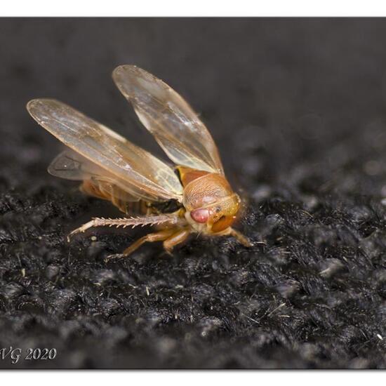 Iassus lanio: Tier im Habitat Garten in der NatureSpots App