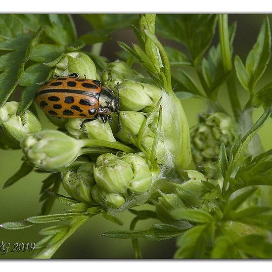 Chrysomela vigintipunctata: Animal in habitat Grassland in the NatureSpots App