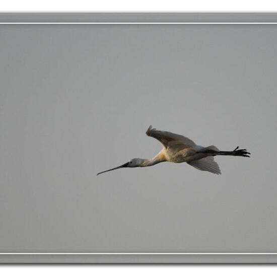 Eurasian Spoonbill: Animal in habitat Pond in the NatureSpots App