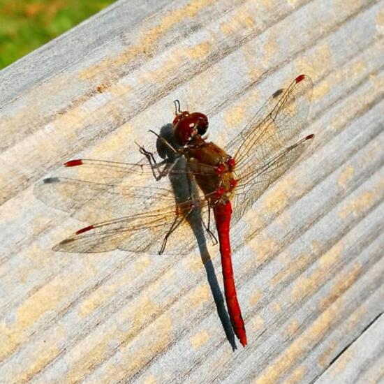 Ruddy Darter: Animal in nature in the NatureSpots App