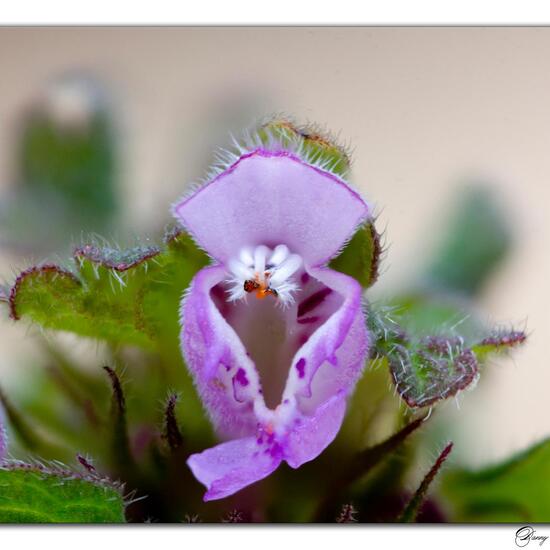 Purpurrote Taubnessel: Pflanze im Habitat Grasland und Büsche in der NatureSpots App