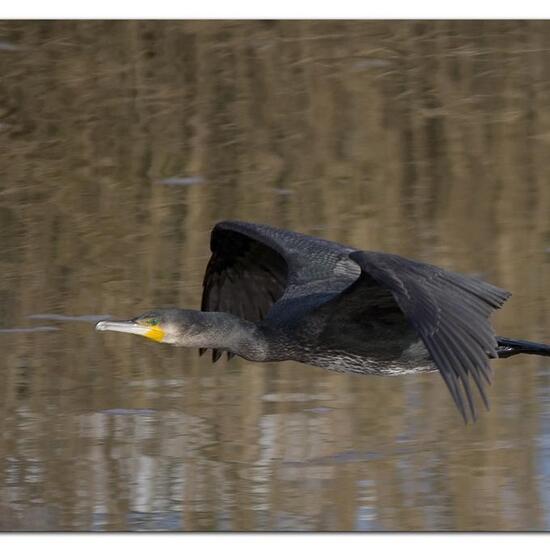 Great Cormorant: Animal in nature in the NatureSpots App
