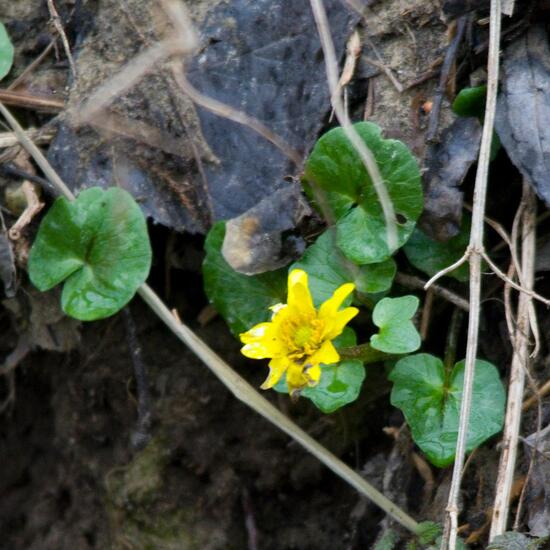 Ficaria verna: Plant in habitat Boreal forest in the NatureSpots App