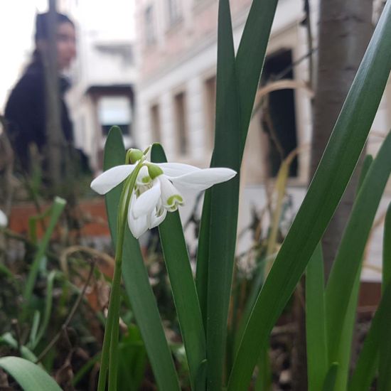 Schneeglöckchen: Pflanze im Habitat Hecke/Blumenbeet in der NatureSpots App