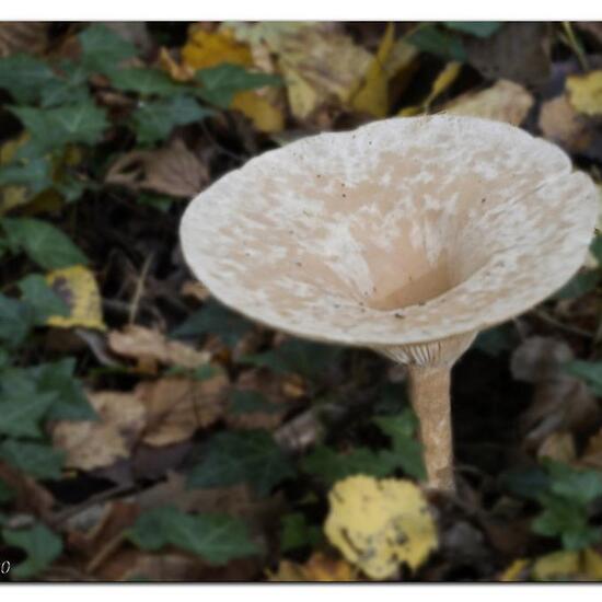 Clitocybe geotropa: Mushroom in habitat Park in the NatureSpots App