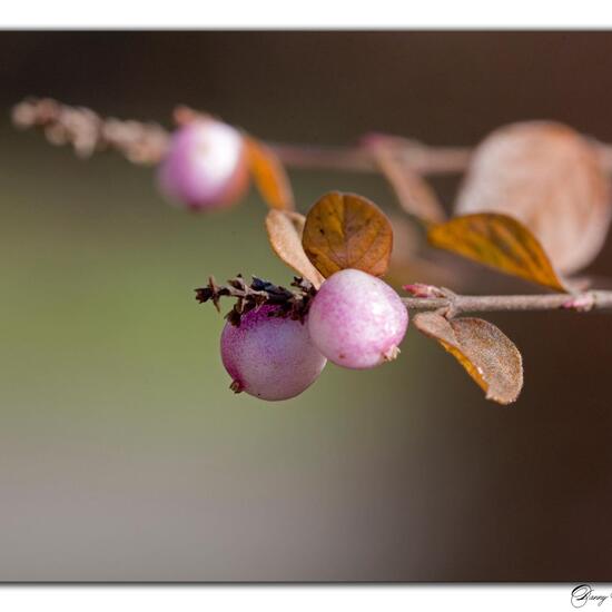 Symphoricarpos albus: Plant in nature in the NatureSpots App