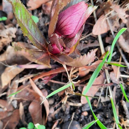 Helleborus orientalis var. guttatus: Plant in habitat Garden in the NatureSpots App