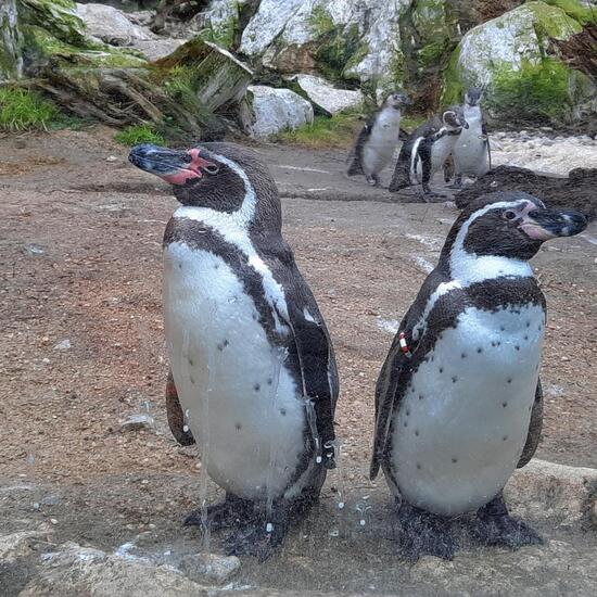 Humboldt-Pinguin: Tier im Habitat Zoo/Gehege in der NatureSpots App