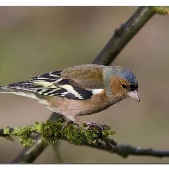 Landschaft: Stadt und Garten im Habitat Hinterhof in der NatureSpots App