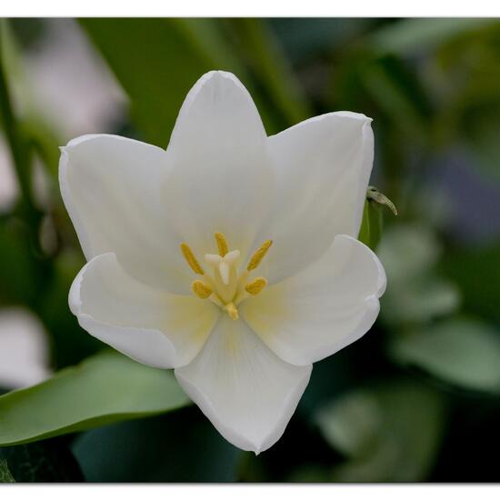 Zweiblütige Tulpe: Pflanze im Habitat Innenraum in der NatureSpots App