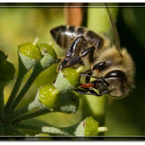 Westliche Honigbiene: Tier in der Natur in der NatureSpots App