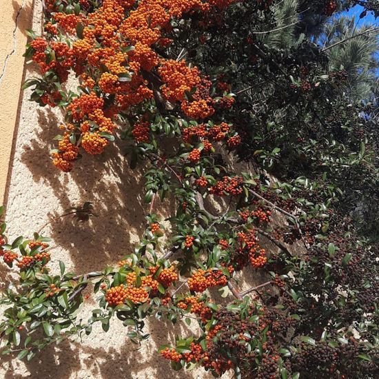 Pyracantha: Plant in habitat Garden in the NatureSpots App