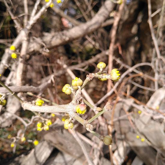 Kornelkirsche: Pflanze im Habitat Garten in der NatureSpots App